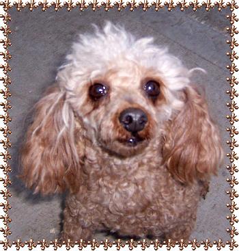 Roxy