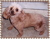 Roxy