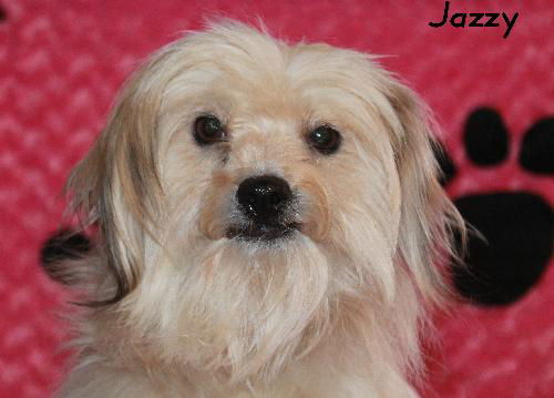 Jazzy