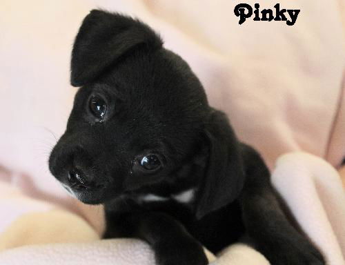 Pinky