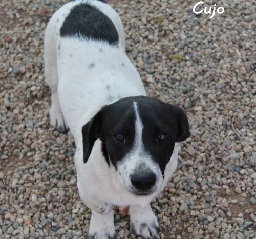 Cujo