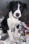Balou