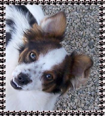 Punkie