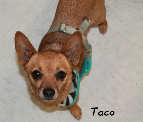 Taco