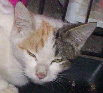 Buffy