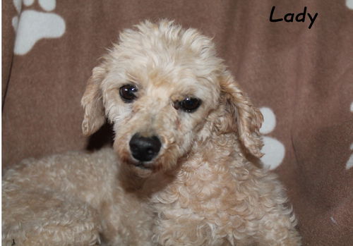 Lady