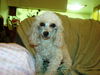 Lola