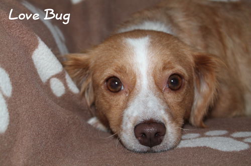 Love Bug