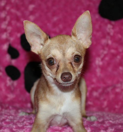 Lola