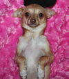 Lola