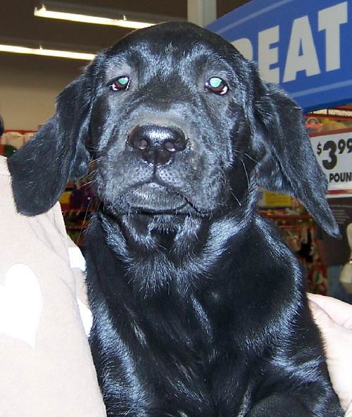 Holly