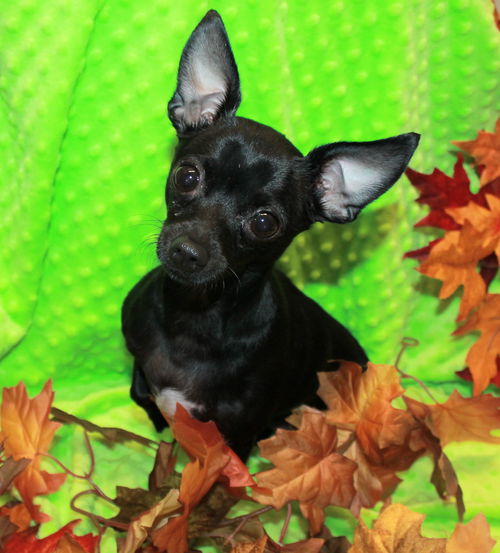 Pixie