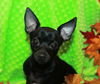 Pixie