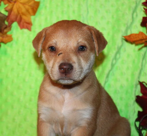 Cinnamon