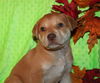 Cinnamon