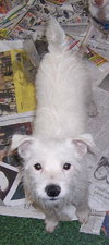 Muffy