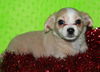Holly