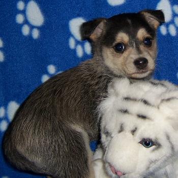 Lil Bear