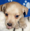 Marmalade