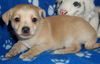 Marmalade