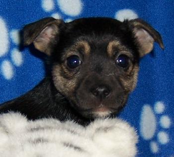 Lil Widdle