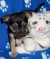 Lil Widdle