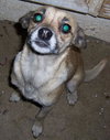 Molly