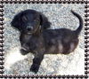 Sammy