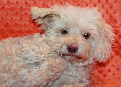 Casper