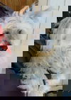 Peg