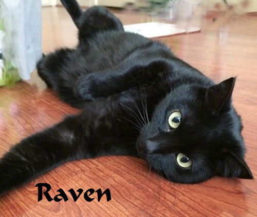 Raven