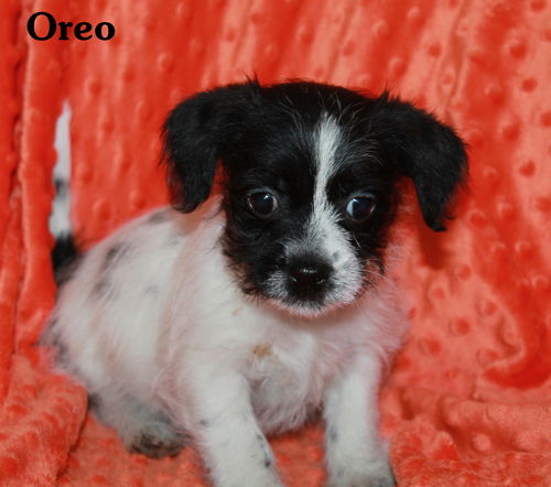 Oreo