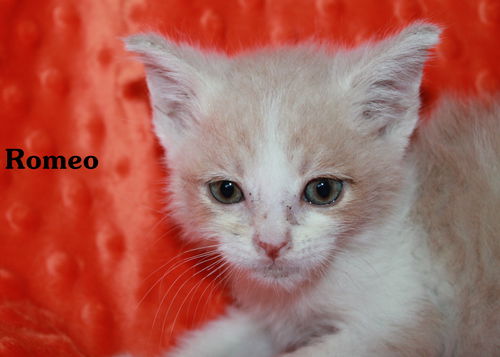 Romeo