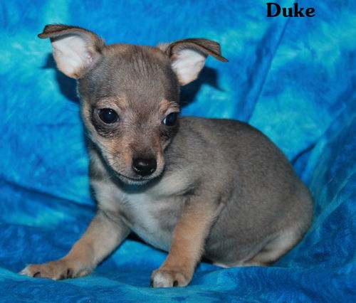 Duke