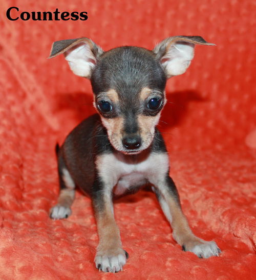 Countess