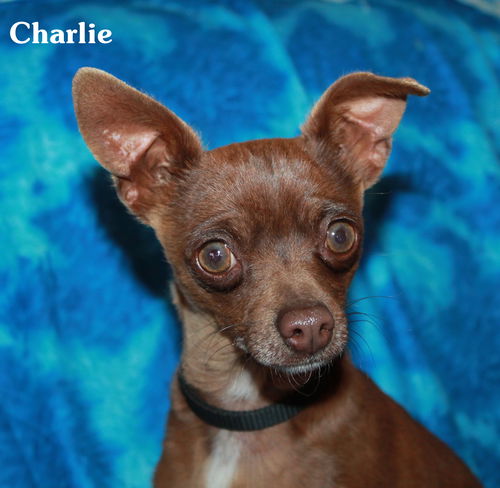 Charlie