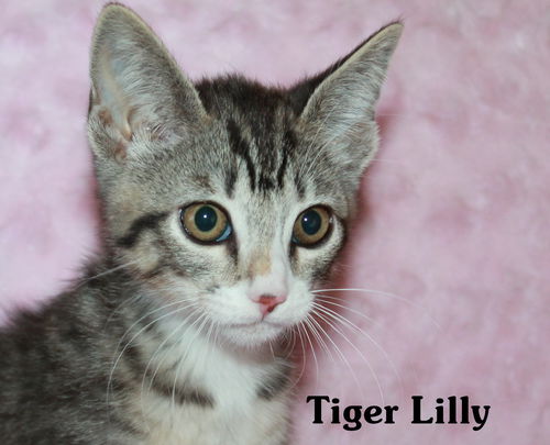 Tiger Lilly