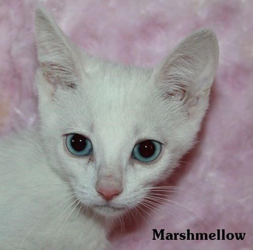 Marshmellow