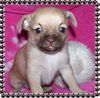Roxie