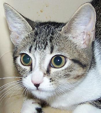 Pippi