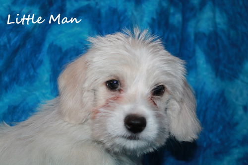 Little Man