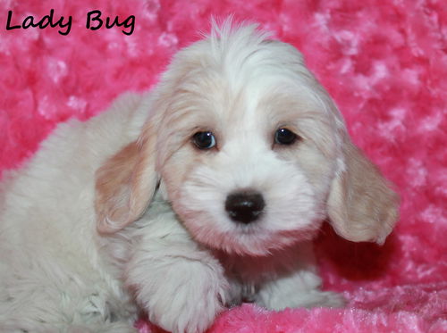 Lady Bug