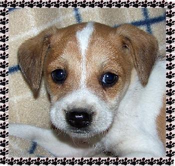 Wilbur
