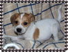 Wilbur
