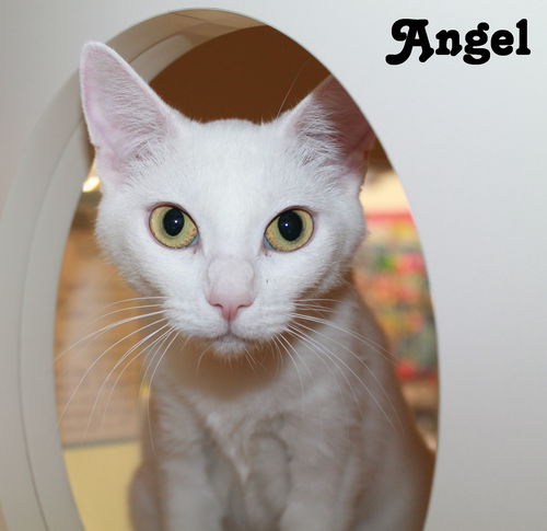 Angel