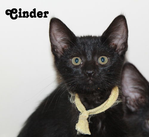Cinder