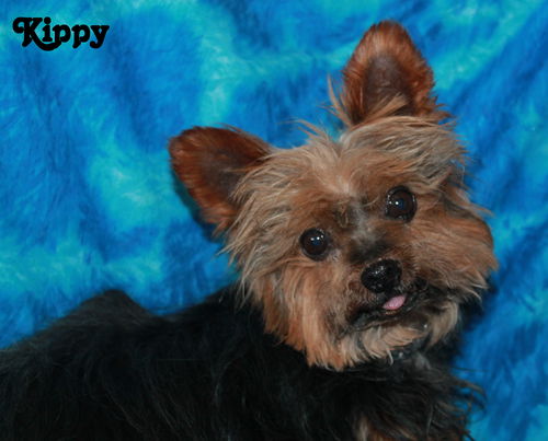 Kippy