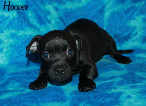 Hoover