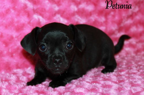 Petunia