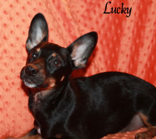 Lucky